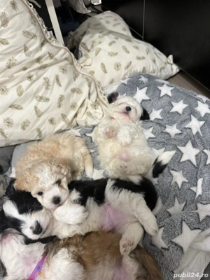 Pui bison malteze - imagine 5