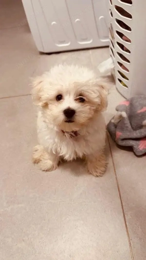 Vând bichonică talie mică fetiță 7 săptămâni 