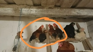 Vând cocosi americani.  - imagine 4