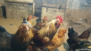 Vând cocosi de casa crescuți cu cereale din producție proprie  - imagine 5