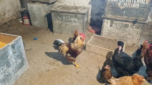 Vând cocosi de casa crescuți cu cereale din producție proprie  - imagine 4