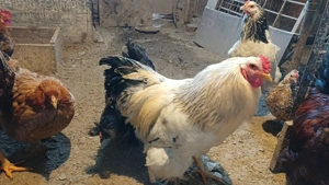 Vând cocosi de casa crescuți cu cereale din producție proprie  - imagine 3