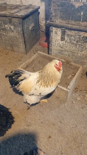 Vând cocosi de casa crescuți cu cereale din producție proprie 