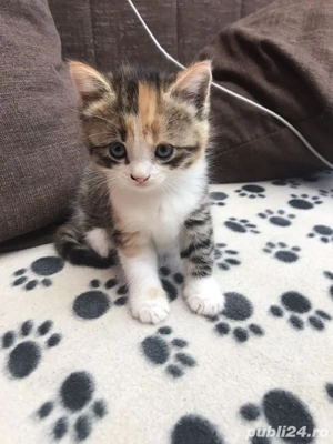 Puiuti Calico