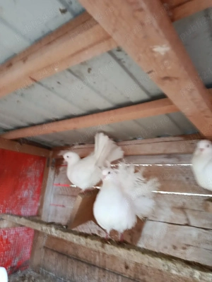 dau tot ce se vede  - imagine 3