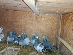 dau tot ce se vede  - imagine 5