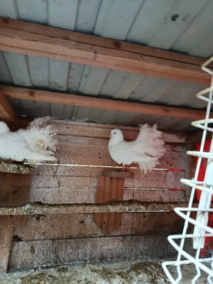 dau tot ce se vede  - imagine 2