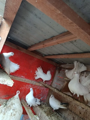 dau tot ce se vede  - imagine 4