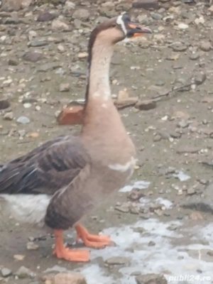 vand găsite - imagine 2