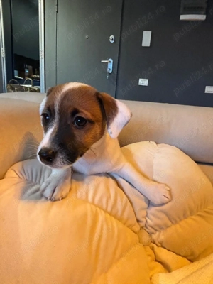 Jack Russel terrier pui catel baietel