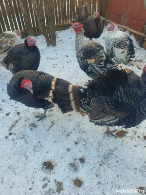 curcani si curci - imagine 3