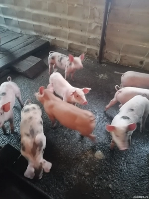 De vanzare  - imagine 3