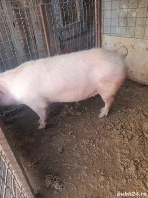 porc de vanzare - imagine 2