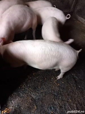 vand purcei - imagine 4