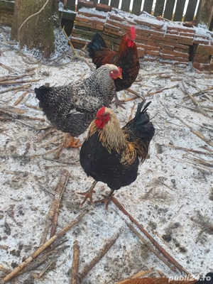 cocosi de tara - imagine 4