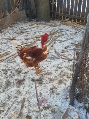 cocosi de tara - imagine 3