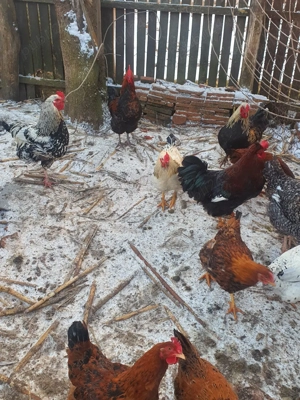 cocosi de tara - imagine 2