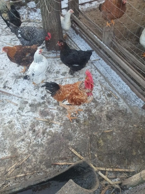 cocosi de tara - imagine 5