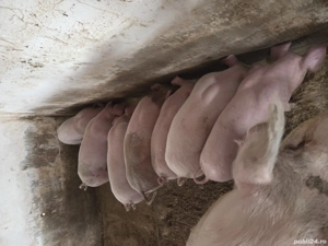 Vand purcei - imagine 4