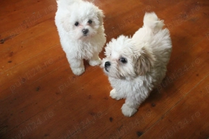 Bhison jucausi  - imagine 3