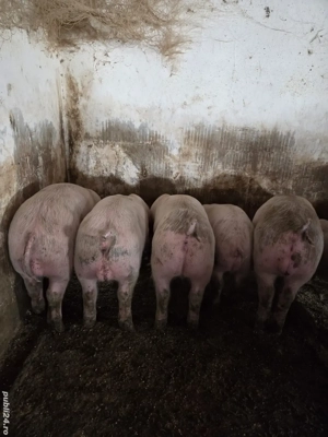 Vand purcei - imagine 3