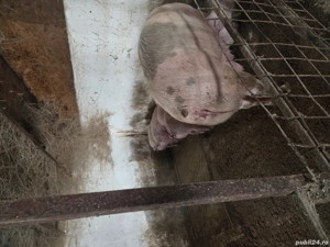 Vand purcei - imagine 5