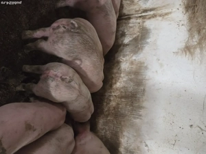 Vand purcei - imagine 2