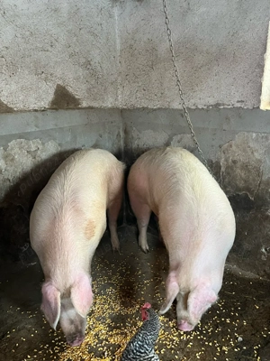 Vând porci - imagine 4