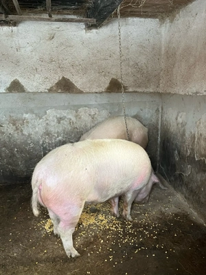 Vând porci - imagine 5