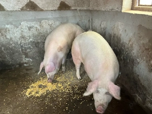 Vând porci - imagine 3