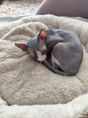 Motanel sphynx deosebit . Vaccinat deparazitat . 