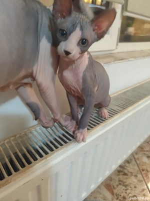 Motanel sphynx deosebit . Vaccinat deparazitat .  - imagine 2