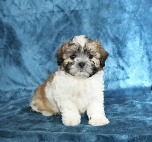 Bichon havanez superba