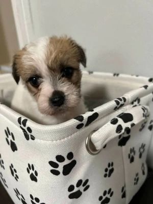 Fetițe bichon havanez 