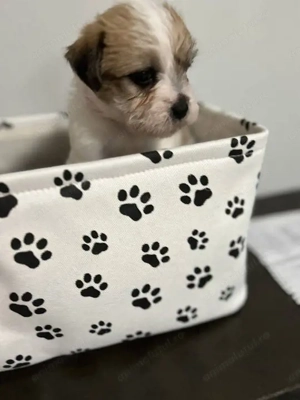 Fetițe bichon havanez  - imagine 2