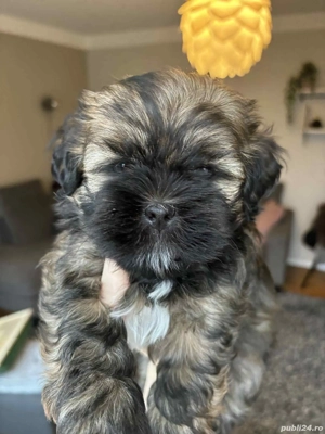 Bichon maltez fata - imagine 4