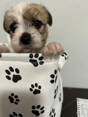 Fetițe bichon havanez  - imagine 3