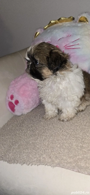 pui Shih Tzu - imagine 5