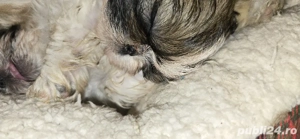 pui Shih Tzu - imagine 2