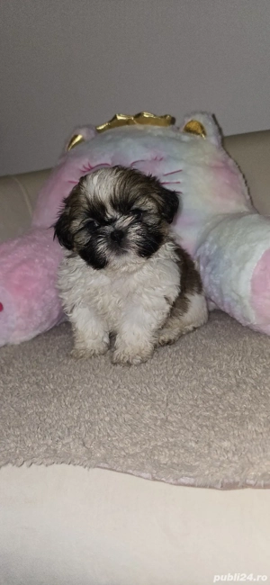 pui Shih Tzu - imagine 4