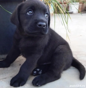 Labrador retriever 