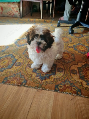 Vând puiuți shitzu - imagine 5