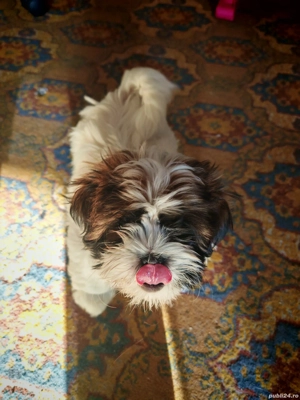 Shitzu puiuți  - imagine 3
