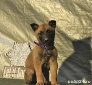 Malinois ciobănesc belgian 