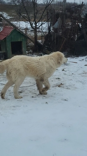 ciobănesc de Bucovina  - imagine 2