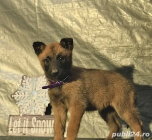 Malinois ciobănesc belgian  - imagine 2