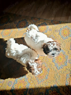 Vând puiuți shitzu - imagine 3