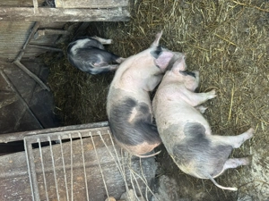 Soldani de vanzare tel.  - imagine 3