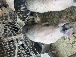 Soldani de vanzare tel. 