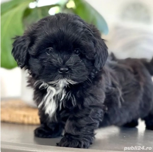 Fetița bichon havanez 